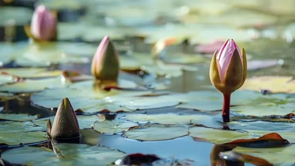 ইসির প্রতীক তালিকায় ‘শাপলা কলি’, গেজেট প্রকাশ