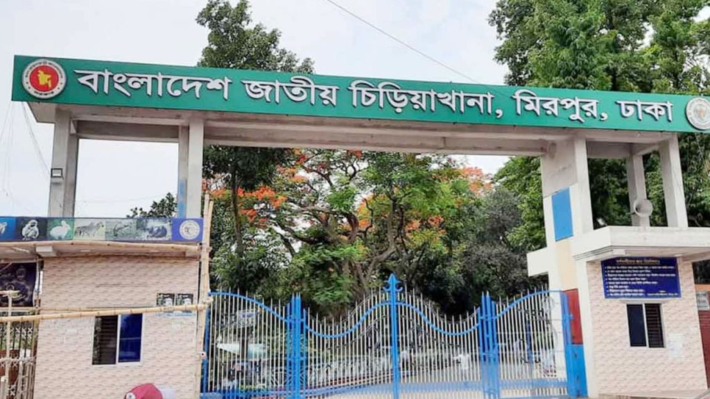 খাঁচায় ফিরলো বের হয়ে যাওয়া চিড়িয়াখানার সেই সিংহ