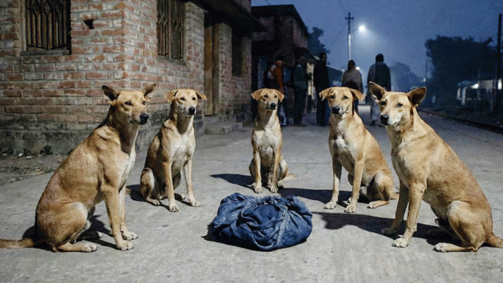 রাস্তায় ফেলে যাওয়া নবজাতককে সারা রাত পাহারা দিল একদল কুকুর